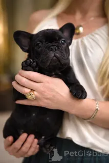 Дополнительные фото: Щенки французского бульдога Изабелла Тан и Мерль и Солид Блэк