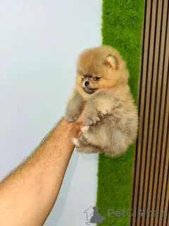 Дополнительные фото: Померанский плесн, щенки высочайшего качества