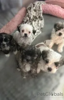 Фото №1. беспородная - купить в Innsbruck за 28294₽. Объявление №143484