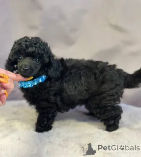 Дополнительные фото: Элегантный игрушечный пудель