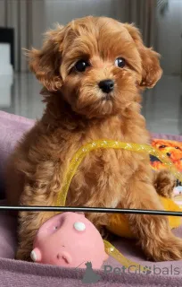 Дополнительные фото: Нежная мальтийская девушка