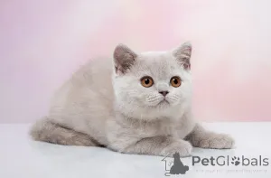 Фото №1. британская короткошёрстная - купить в Новосибирске за 25000₽. Объявление №141397