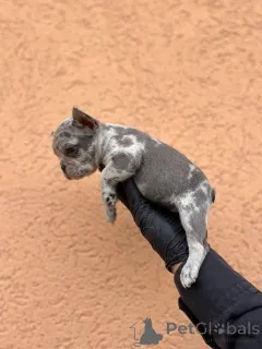 Дополнительные фото: Экзотические щенки французского бульдога Балканского качества ВЫСШЕГО качества.