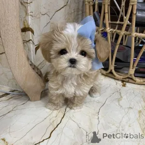 Фото №1.  - купить в Городской ядер за 53022₽. Объявление №161560