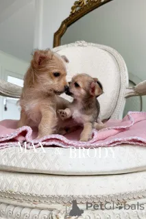 Фото №4. Продажа беспородную в Уорнамбул заводчик - цена 64067₽