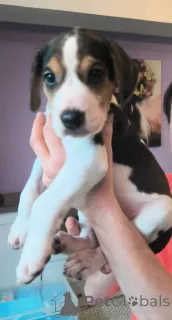 Фото №1. русская гончая - купить в Гамбург за 139₽. Объявление №166244