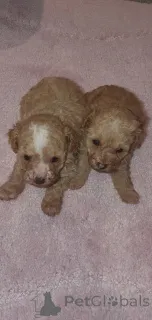 Фото №2 к объявлению №159151 о продаже мальтипу - купить в США частное объявление