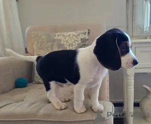 Фото №1. бигль - купить в Копенгаген за договорная. Объявление №157946