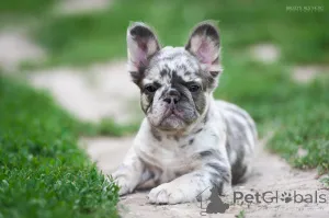 Дополнительные фото: Французкий бульдог мерле