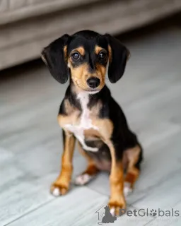 Фото №1. беспородная - купить в Санкт-Петербурге за Бесплатно. Объявление №156335