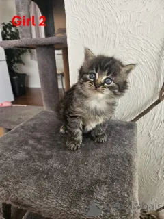 Дополнительные фото: Красивый Мэн Кун х котят