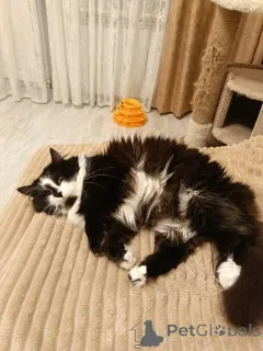 Дополнительные фото: Ищет дом молодая кошечка по имени Фиона!