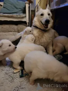 Фото №1. немецкая овчарка - купить в Друскининкеи за договорная. Объявление №159975