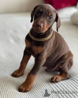 Фото №1. доберман - купить в Варшаве за Бесплатно. Объявление №163827