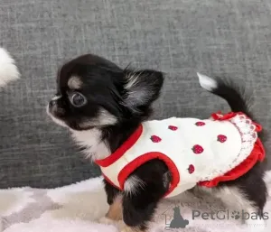 Дополнительные фото: Келиша Тена Адхуруэшм Чихуахуа Нэдже