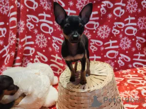 Фото №1. русский той - купить в Эура за договорная. Объявление №162488