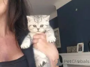 Фото №3. Chatons Européens в магазине Poil Court. Бельгия