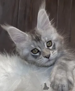 Фото №3. Мейн-КунKätzchen. Германия