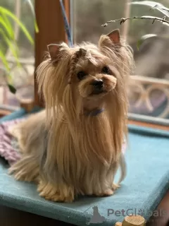 Дополнительные фото: Yorkshire terrier. Boy's and girl's.