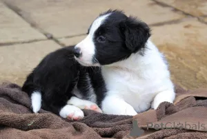 Дополнительные фото: Щенки бордер-колли