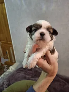 Дополнительные фото: Идеальные чистокровные щенки Ши-Тцу. 