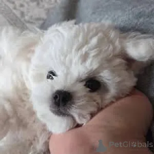 Фото №3. Мальтанчики на спшедаже.  Польша