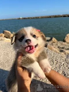 Дополнительные фото: I sell Pembroke corgi puppies