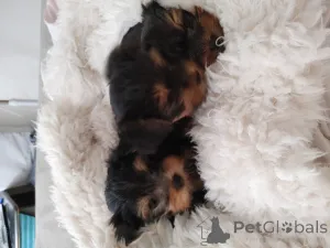 Дополнительные фото: Щенки йорка