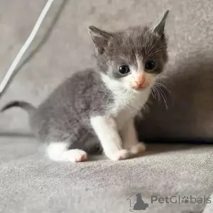 Фото №3. Породистые котята Русской Голубой породы. Польша