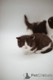 Фото №1. персидская - купить в Эссинген за 22264₽. Объявление №144556