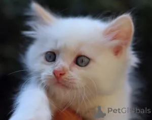 Дополнительные фото: Замечательные котята готовы к передаче новым владельцам по исполнению 2