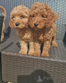 Фото №2 к объявлению №148559 о продаже кинг-чарльз-спаниеля - купить в Германии заводчик