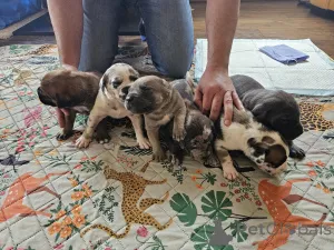 Дополнительные фото: Upeita sinisiä cane corso -pentuja