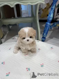 Фото №1. мальтипу - купить в Бремен за договорная. Объявление №154942