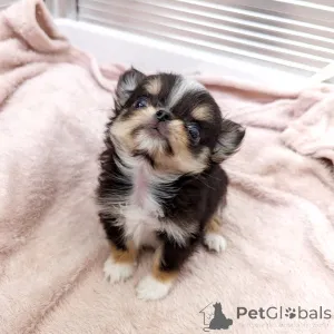 Фото №2 к объявлению №163646 о продаже чихуахуа - купить в Финляндии частное объявление, из приюта