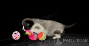 Дополнительные фото: Scottish Fold