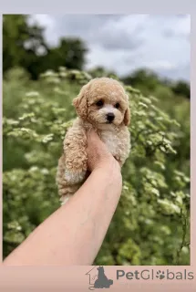 Дополнительные фото: Милые и верные друзья