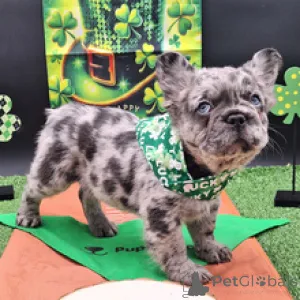 Фото №3. Французский бульдог, мальчик 9 недель, готов к поездке домой..  Германия