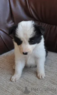 Дополнительные фото: Пограничные щенки колли на продажу