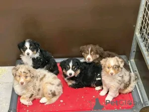 Фото №1. австралийская овчарка - купить в Париже за договорная. Объявление №165301