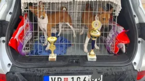 Дополнительные фото: Щенки басенджи