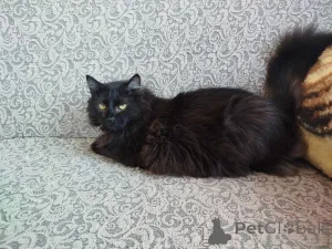 Дополнительные фото: Роскошный Фирс