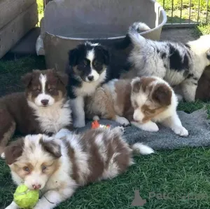 Фото №1. австралийская овчарка - купить в Базель за 69575₽. Объявление №161357