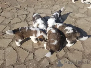 Фото №2 к объявлению №158981 о продаже сенбернара - купить в Латвии частное объявление, заводчик