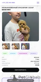 Фото №2 к объявлению №160086 о продаже мальтипу - купить в Беларуси из питомника