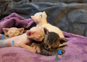 Дополнительные фото: Красивые котята девон рекса зарегистрированы в GCCF