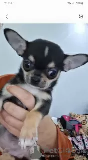 Дополнительные фото: Mini Chihuahuas