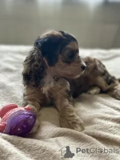 Дополнительные фото: Puppies of a Chinese crested dog