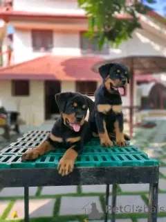 Фото №1. ротвейлер - купить в Берлине за 74214₽. Объявление №137951