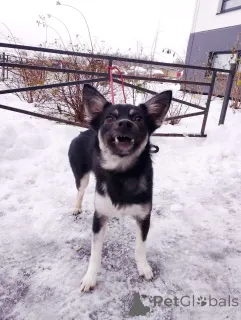 Дополнительные фото: Ищет дом крошка-собачка весом 6 кг